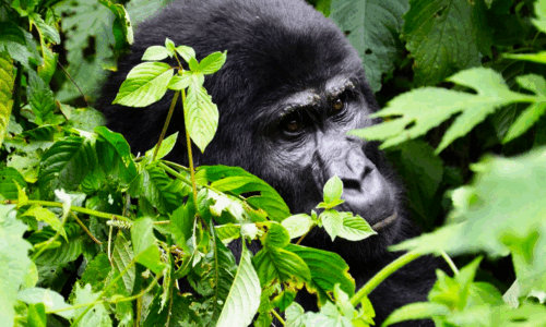 3-Day Gorilla Trekking Tour In Uganda